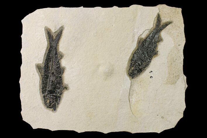 Two Detailed Fossil Fish (Knightia) - Wyoming #163441